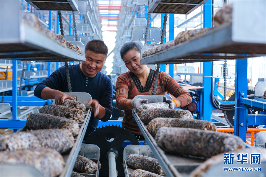 光山县：种植香菇助力村民增收致富