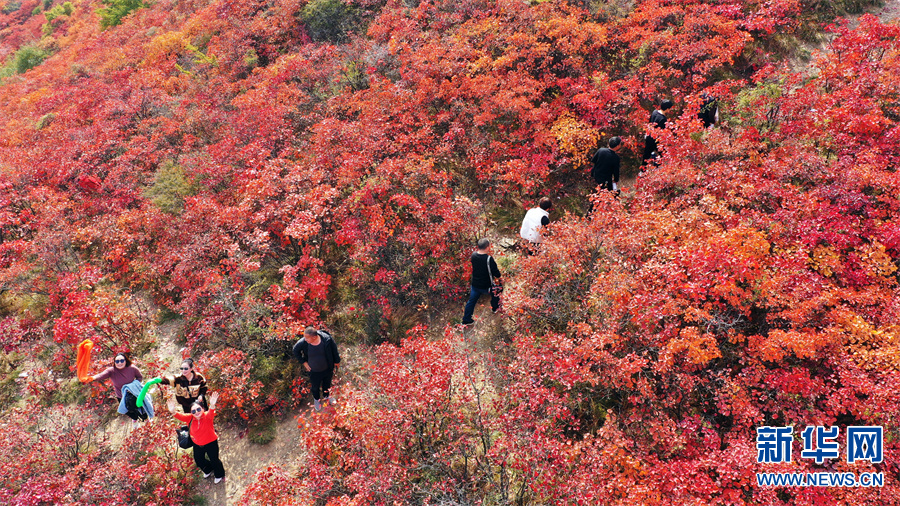 禹州市：秋色绚烂红叶谷