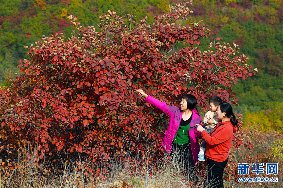 禹州市：秋色绚烂红叶谷