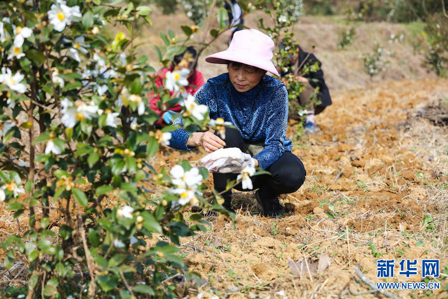 河南光山: 油茶树下种药材