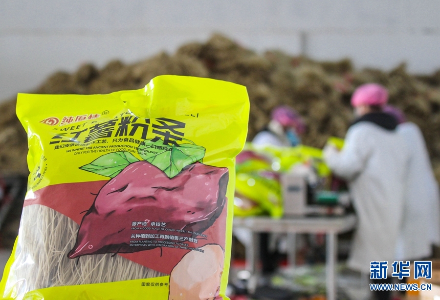 河南社旗： 红薯产业助农增收