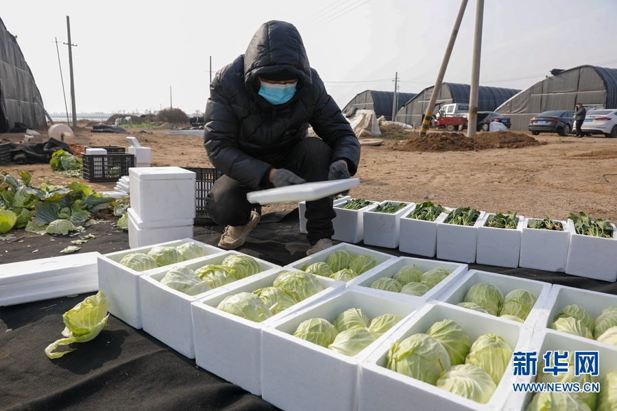 河南宝丰：优质蔬菜供应节日市场