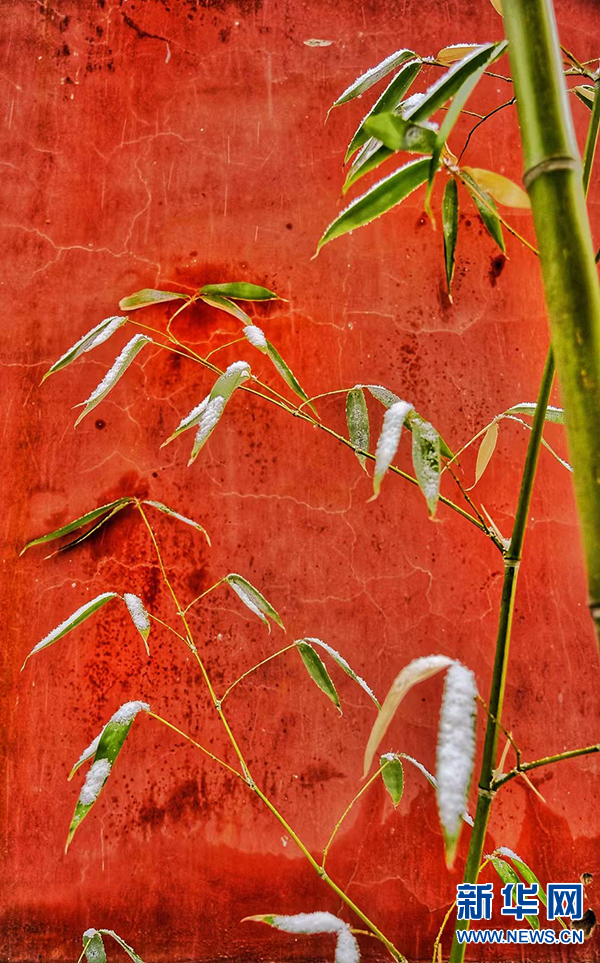 郑州文庙：红墙青瓦遇白雪 银装似画卷