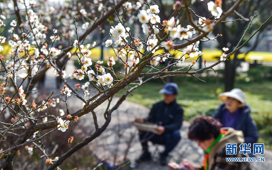洛阳市隋唐城遗址植物园内梅花陆续盛开 游人尽享春日美好光景