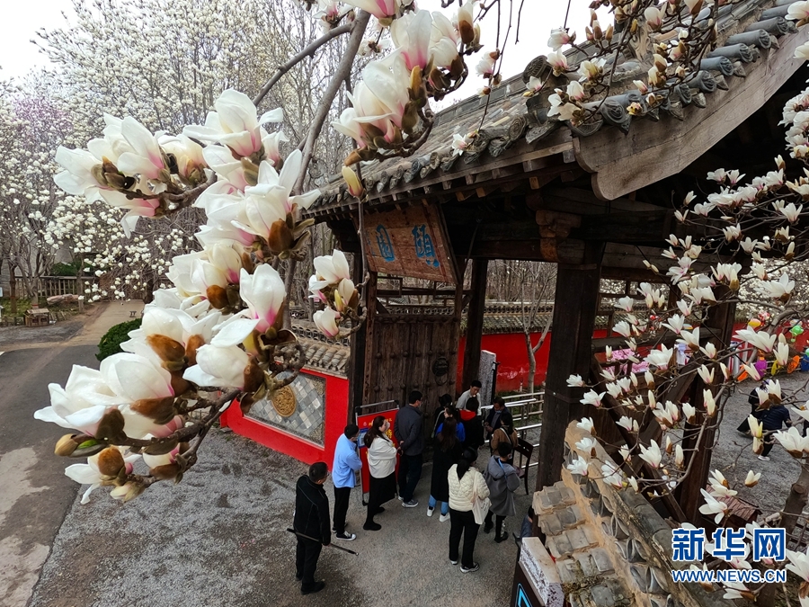 鄢陵县唐韵园林：万余棵怒放的玉兰花将园林变成花海