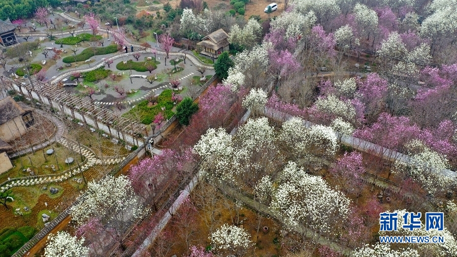 鄢陵县唐韵园林：万余棵怒放的玉兰花将园林变成花海