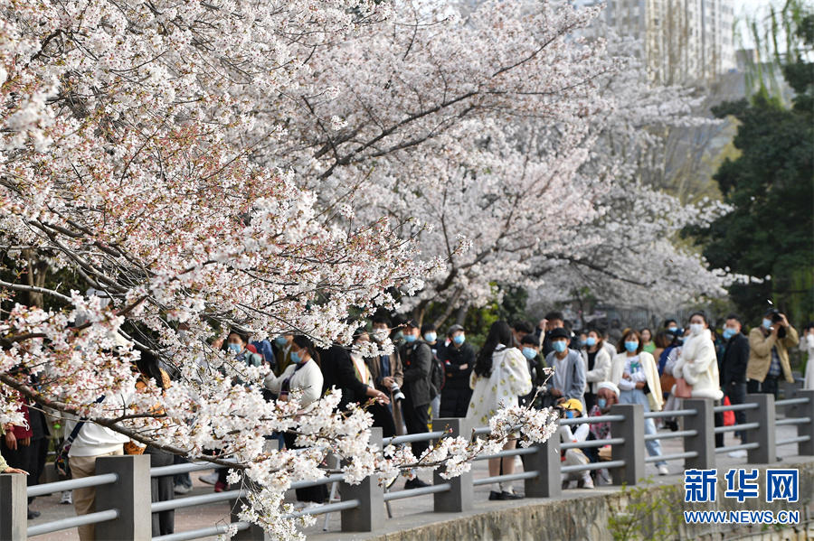 郑州又到樱花烂漫时
