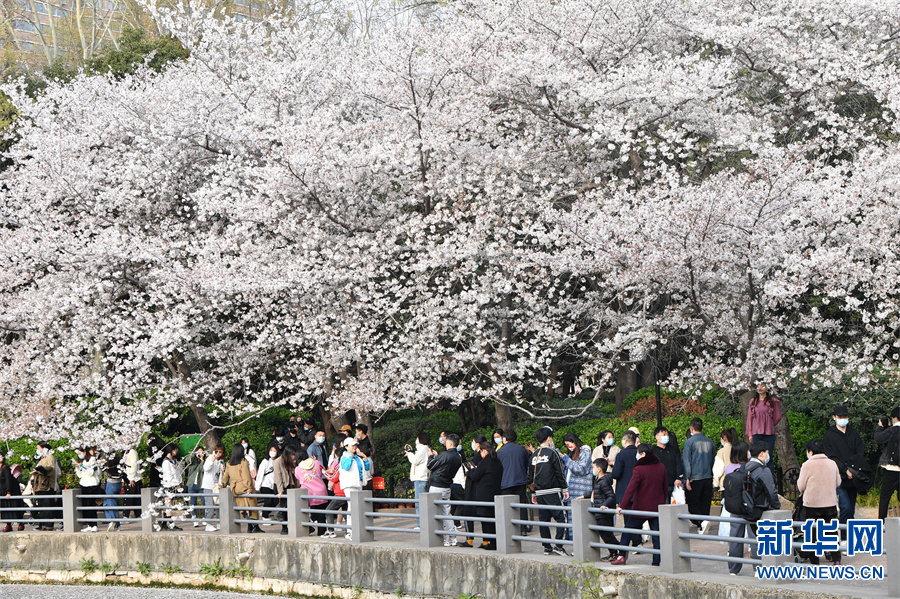 郑州又到樱花烂漫时