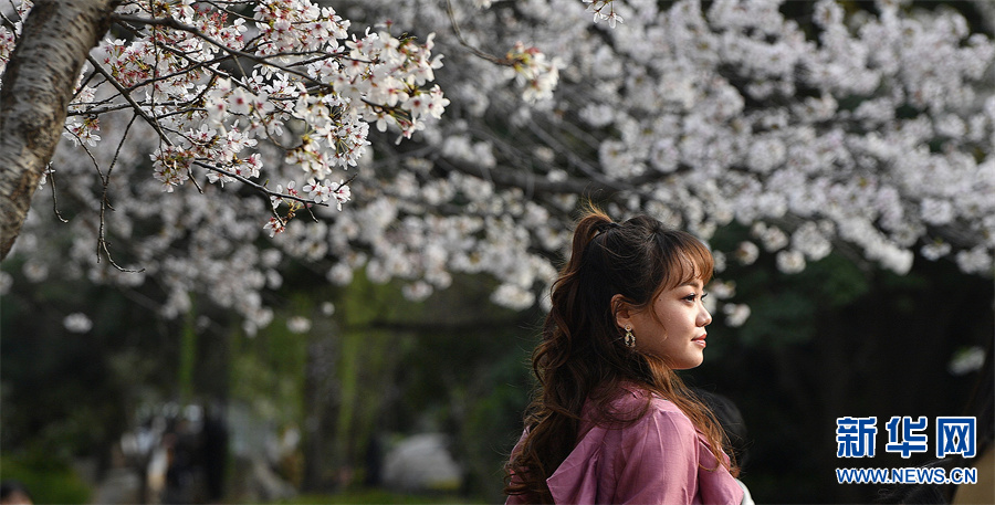 郑州又到樱花烂漫时