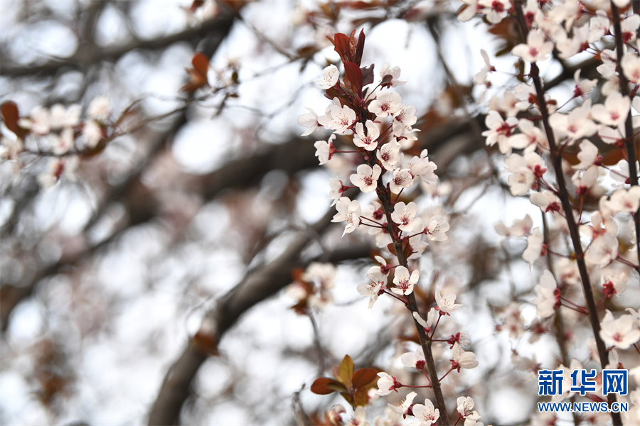 郑州又到樱花烂漫时