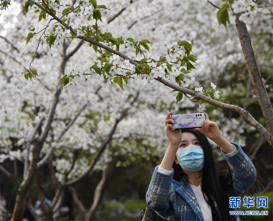 郑州又到樱花烂漫时