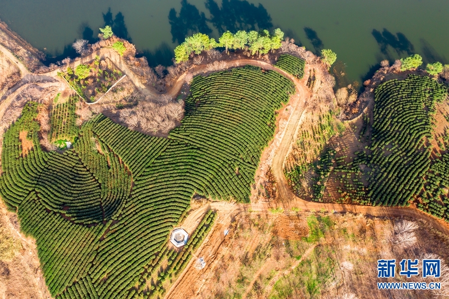 南阳市桐柏县：数万亩茶叶迎来采茶季