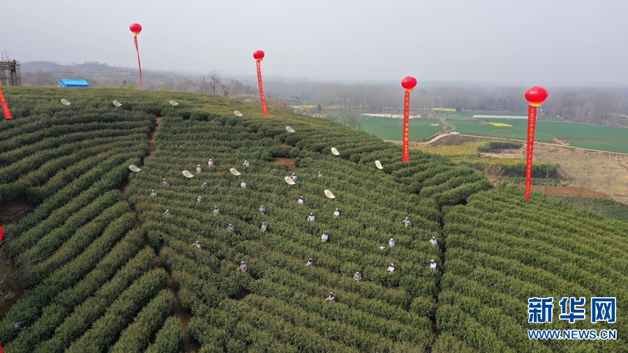 南阳市桐柏县：数万亩茶叶迎来采茶季