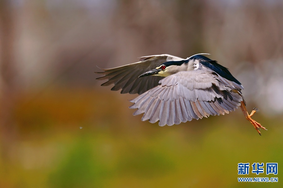 商丘古城南湖生态环境持续向好 越来越多的鸟儿在该地栖息、繁衍