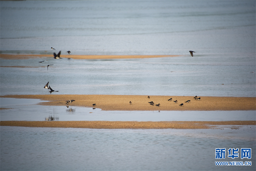 南阳新野白河滩湿地：生态美 鸟儿欢