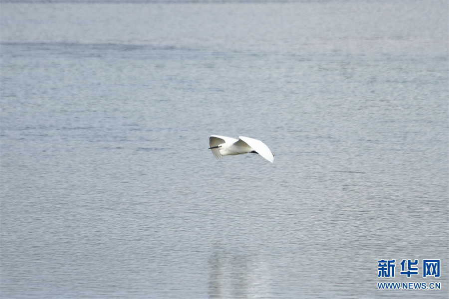 南阳新野白河滩湿地：生态美 鸟儿欢