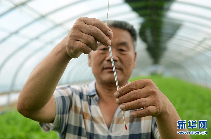 河南安阳：高效农业助力乡村振兴