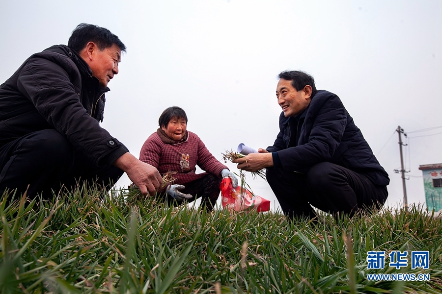 河南博爱：小麦春管正当时