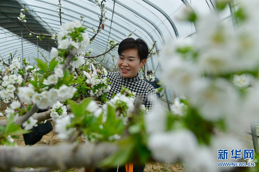 河南夏邑：樱桃花开授粉忙