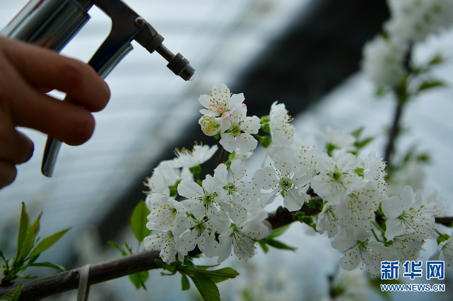 河南夏邑：樱桃花开授粉忙