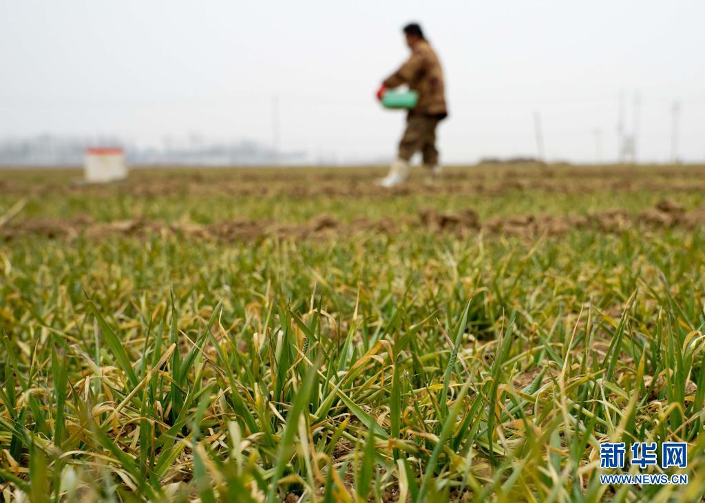 从厂区到地头——河南化肥生产运输提速备春耕