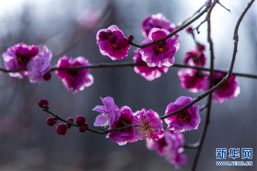 河南鲁山：春来到 梅花俏