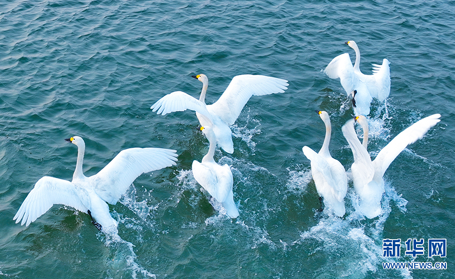 黄河生态美 天鹅来“做客”