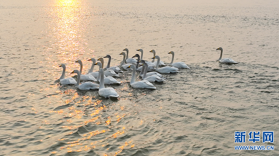 黄河生态美 天鹅来“做客”