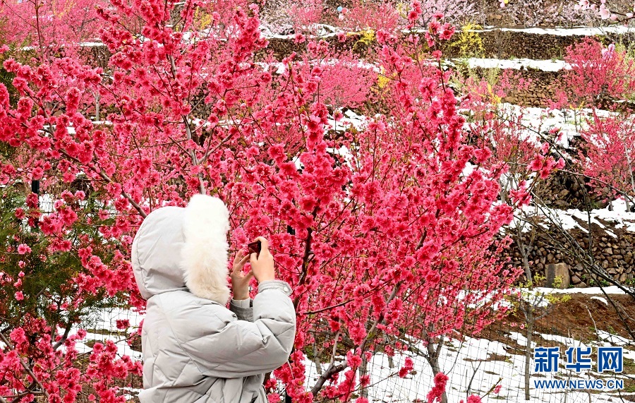 山村桃花雪中红- 新华网河南频道