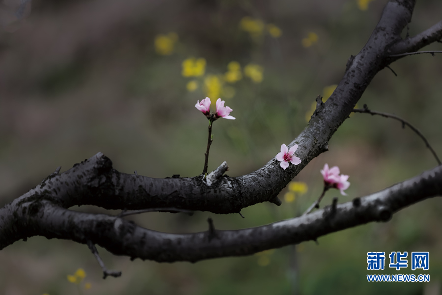 河南确山：桃花盛开春光好