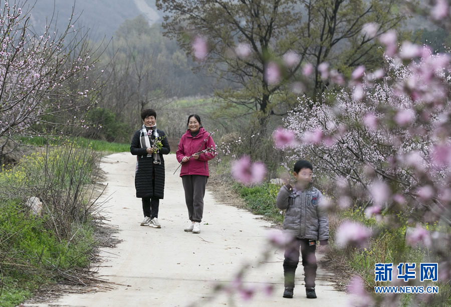 河南确山：桃花盛开春光好