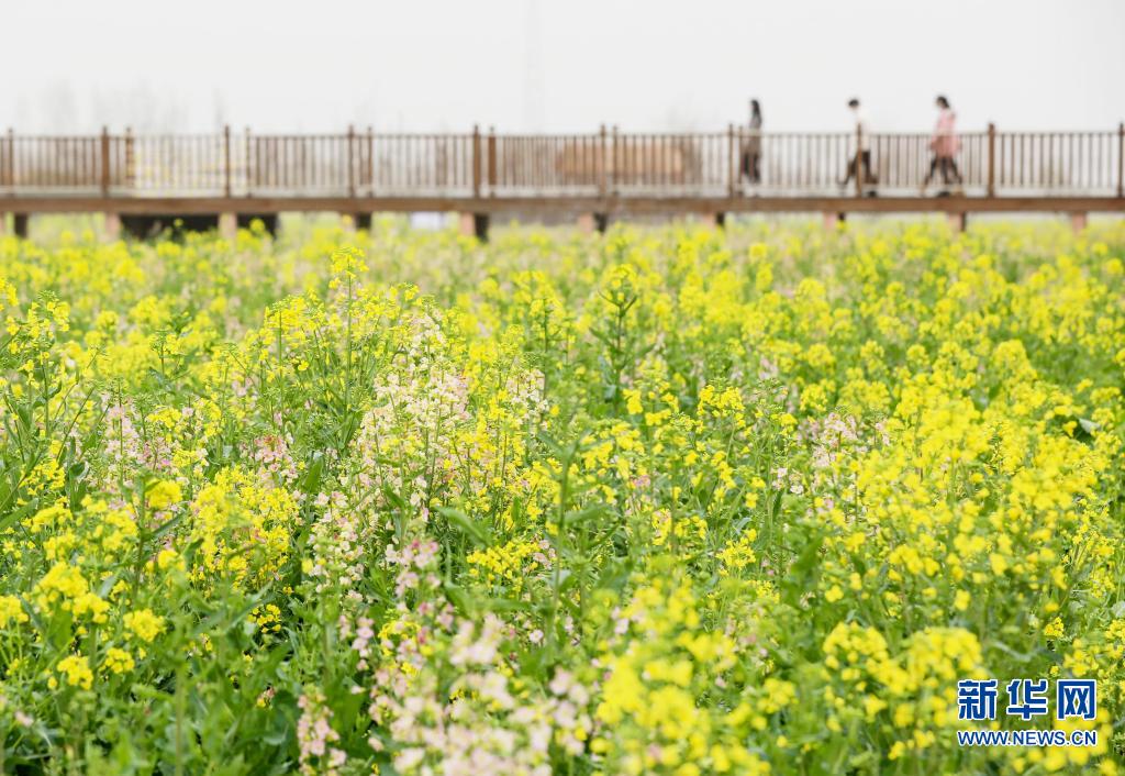 彩色油菜花海迎客来