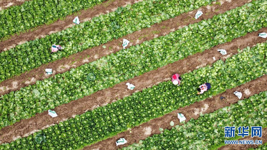 河南洛陽：“訂單式”蔬菜助農增收