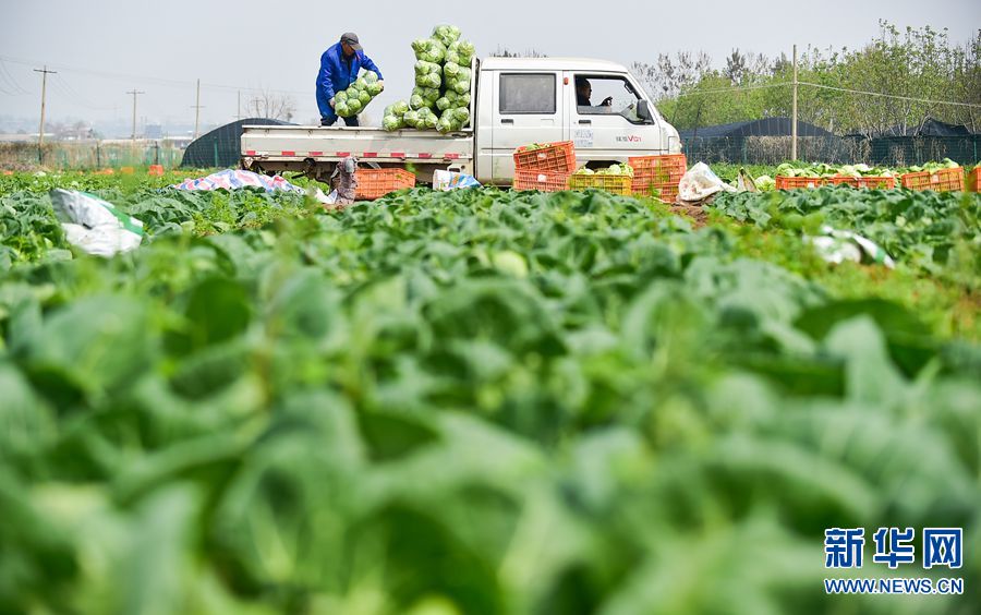 河南洛陽：“訂單式”蔬菜助農增收