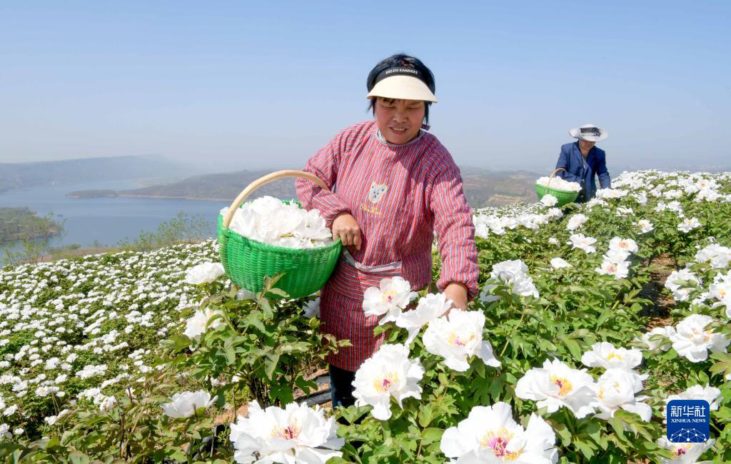 河南洛阳：黄河岸边开出“致富花”