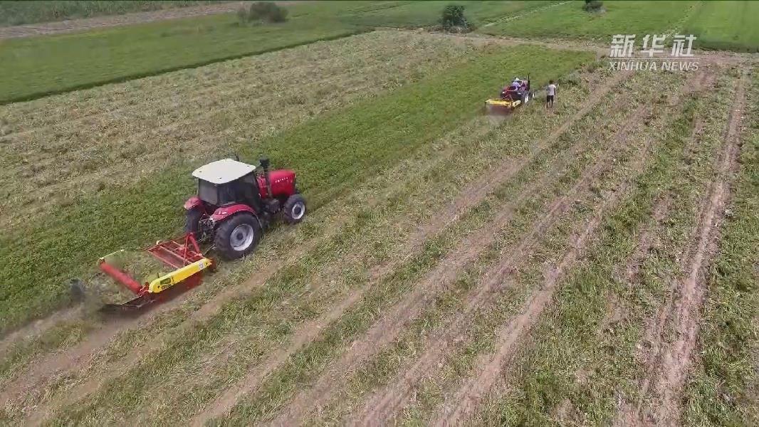 小花生盘出大产业