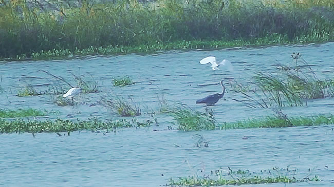 【微视频】白鹭轻&ldquo;舞&rdquo;秋色浓