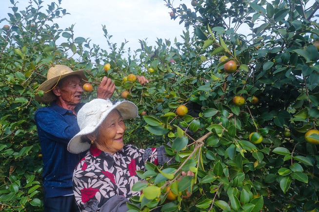 河南光山：种植油茶促民增收