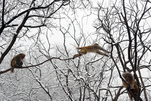 雪中猕猴，那是难得一见的风景