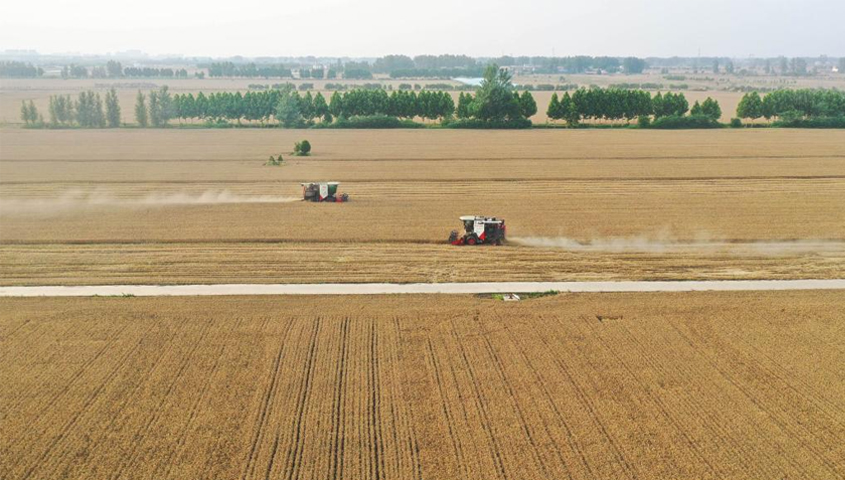 河南省已收获小麦近2000万亩