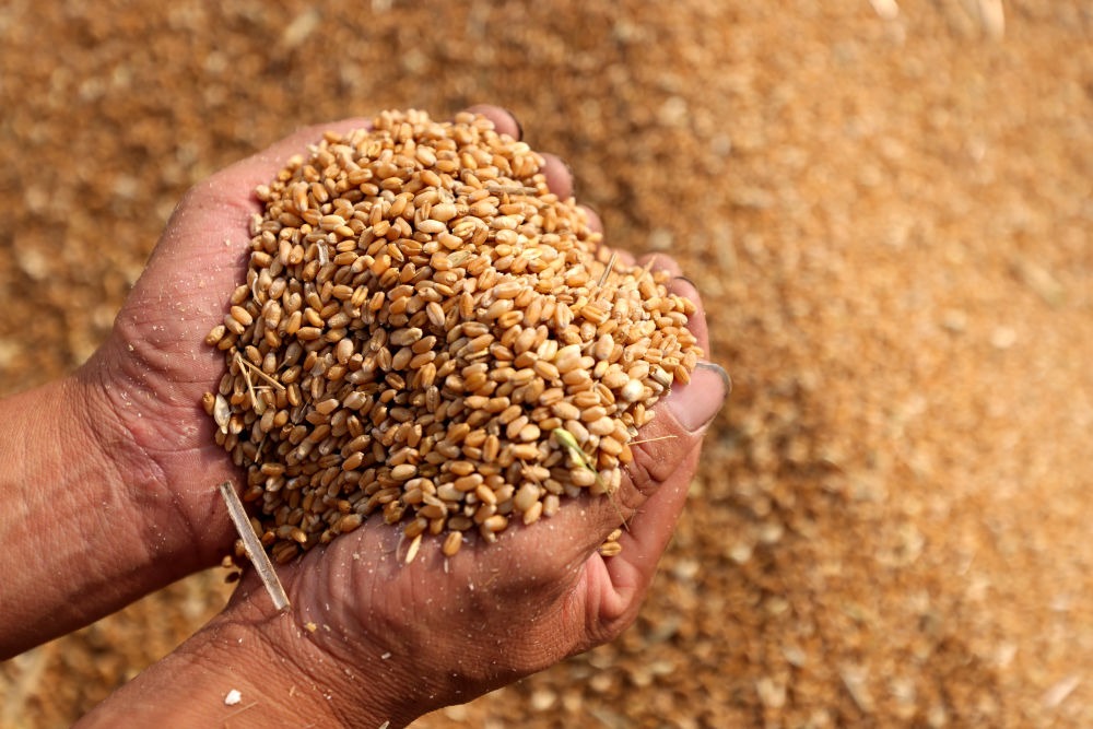 河南抢收小麦超800万亩